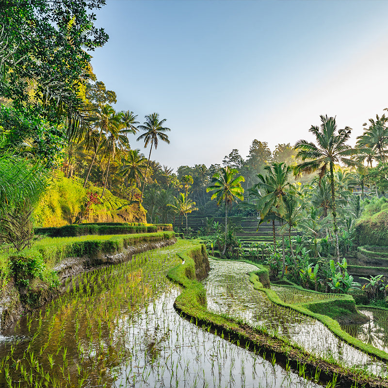 Indonesia rice fields