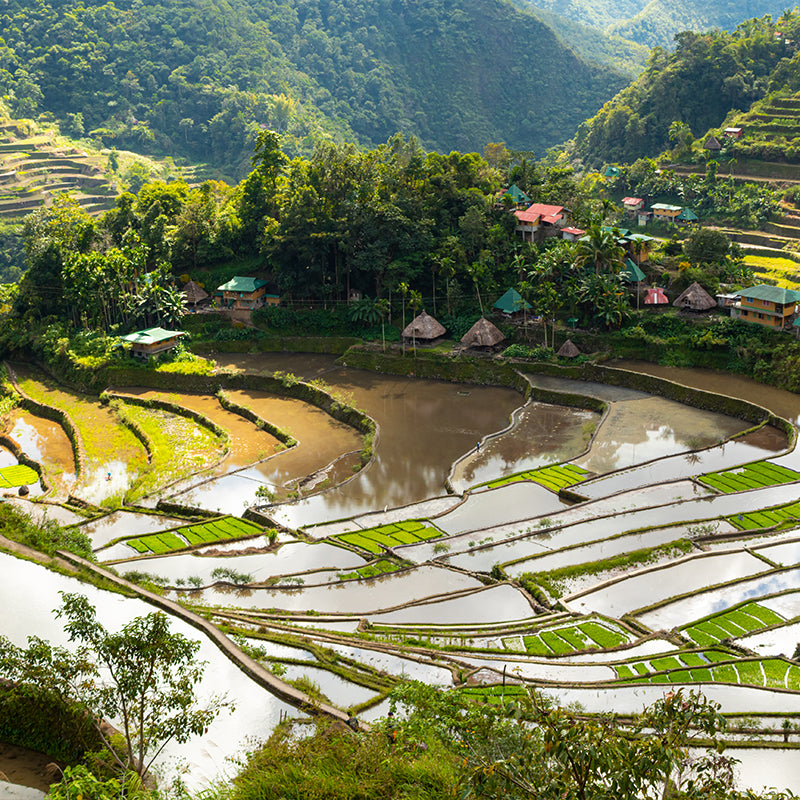 Philippines Fields